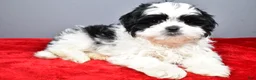 Shih Tzu dogs for sale: Noah - Ad 1