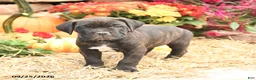 Cane Corso dogs for sale: Dexter - Ad 2