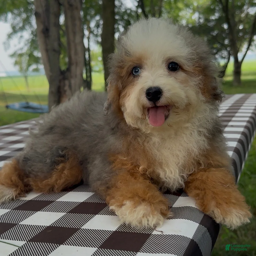 Mini Bernedoodle dogs for sale: Charm - Ad 1