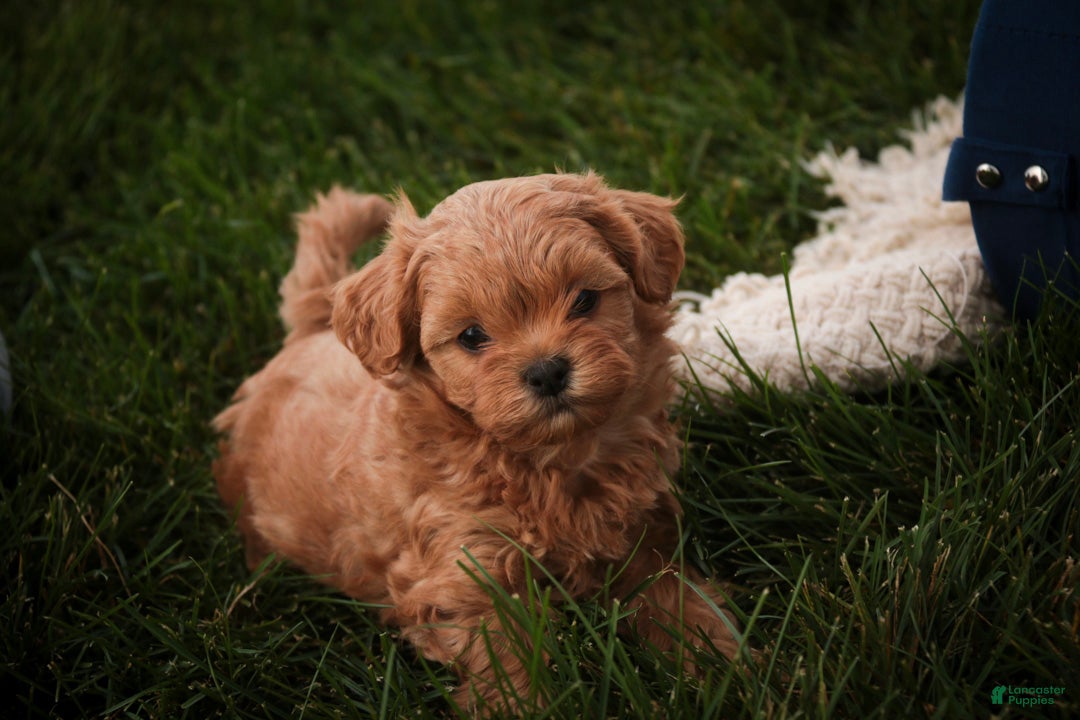 Shihpoo dogs for sale: Tommy Shihpoo  - Ad 1
