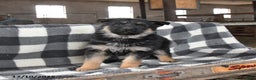 German Shepherd dogs for sale: Harmony - Ad 2