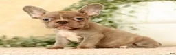 French Bulldog dogs for sale: Wendall - Ad 6