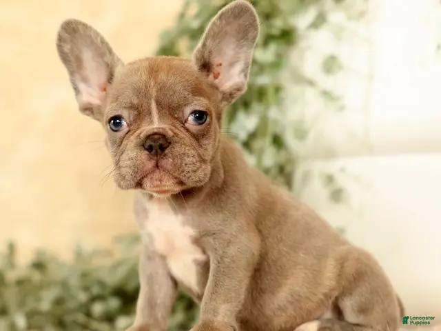 French Bulldog dogs for sale: Wendall - Ad 1