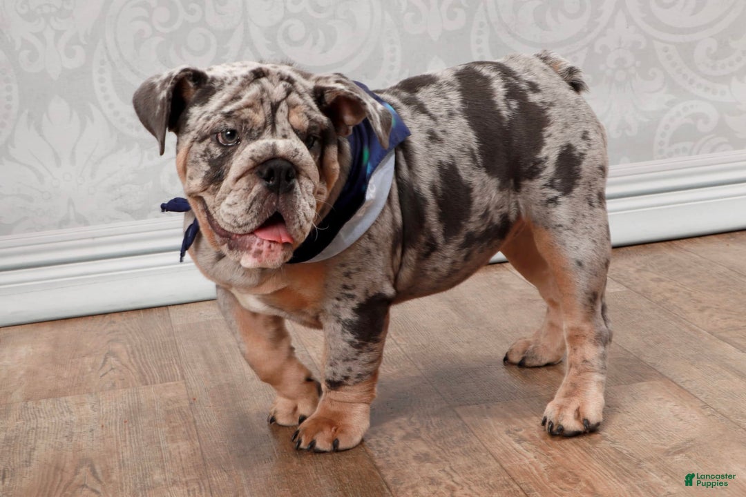 Lilac Tri Merle Grey English Bulldog With Blue Eyes British