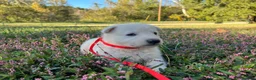 German Shepherd dogs for sale: Yip - Ad 2