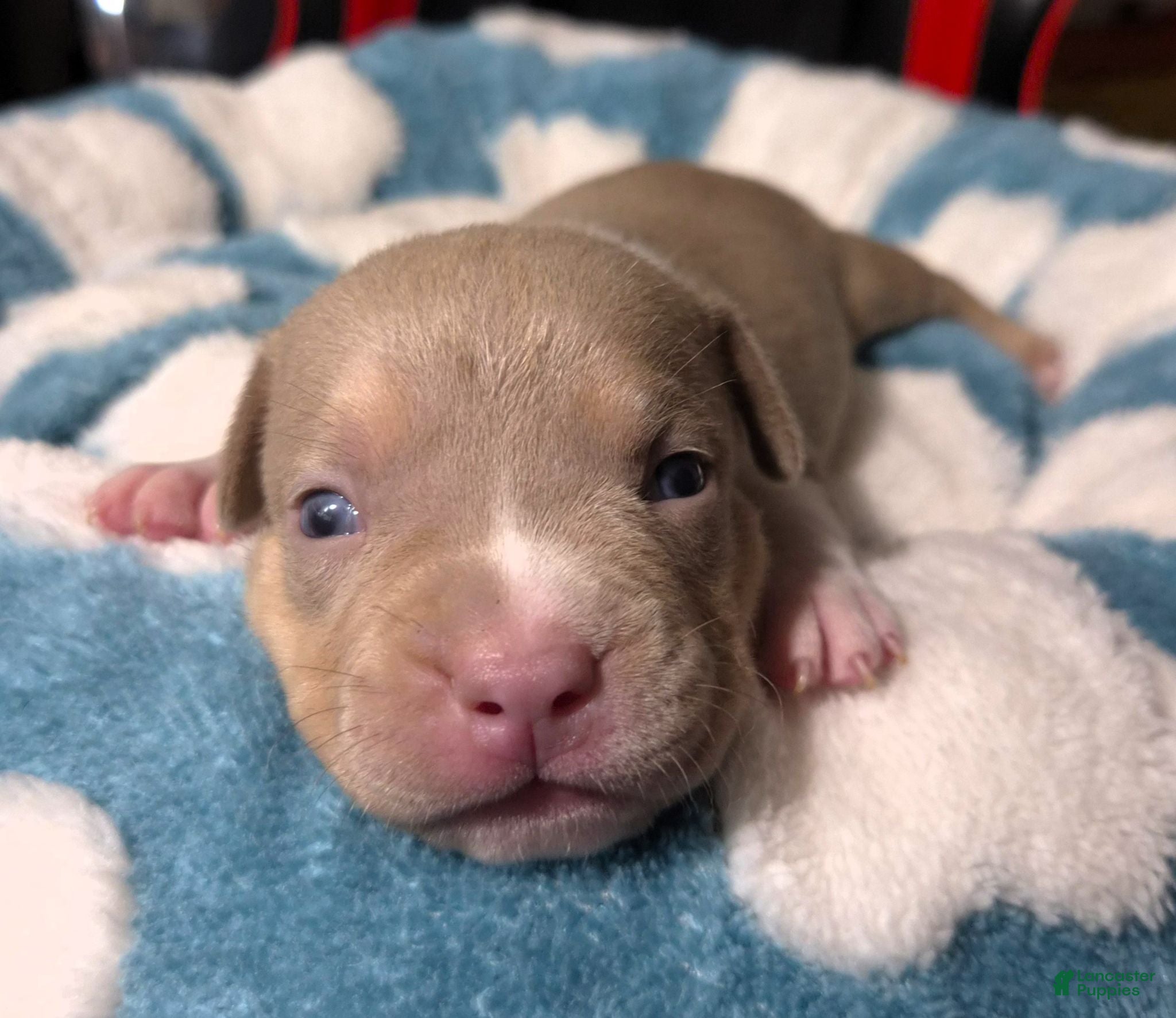 American Bully dogs "BRAD PITT" LILAC TRI COLOR / UKC REGISTERD - Ad 32