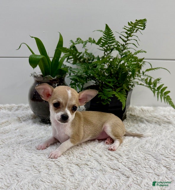 Chihuahua dogs Jade - Ad 1