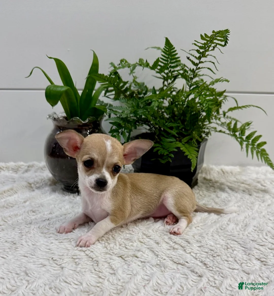 Chihuahua dogs for sale: Jade - Ad 1