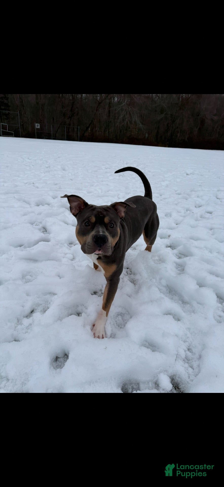 American Bully dogs for stud: Katos 1st litter - Ad 1