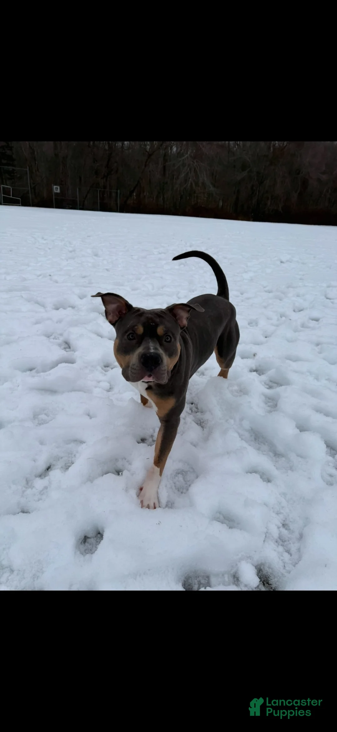 American Bully dogs for stud: Katos 1st litter - Ad 1