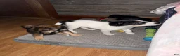 Mixed Breed dogs for sale: Mixed Breed Puppy 5 - Ad 9