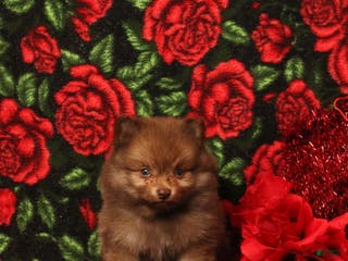 Pomeranian dogs Lazarus - Ad 4