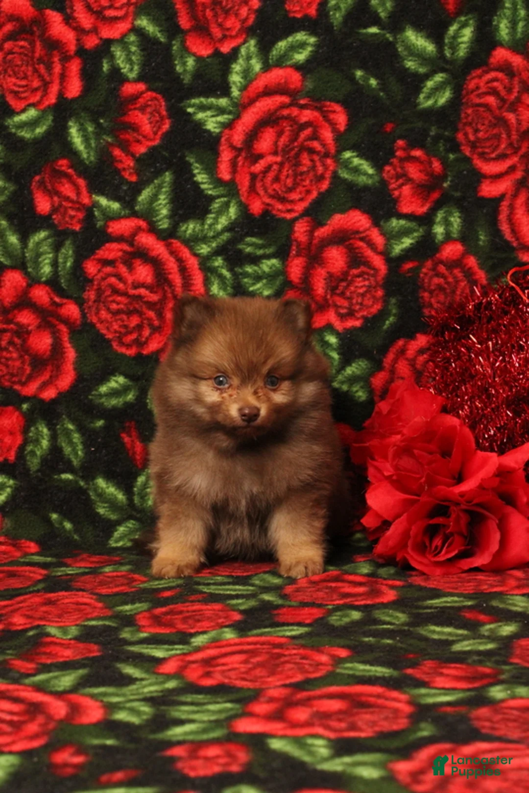 Pomeranian dogs for sale: Lazarus - Ad 1