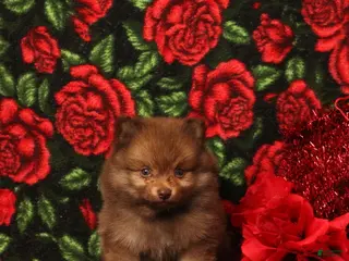 Pomeranian dogs Lazarus - Ad 18