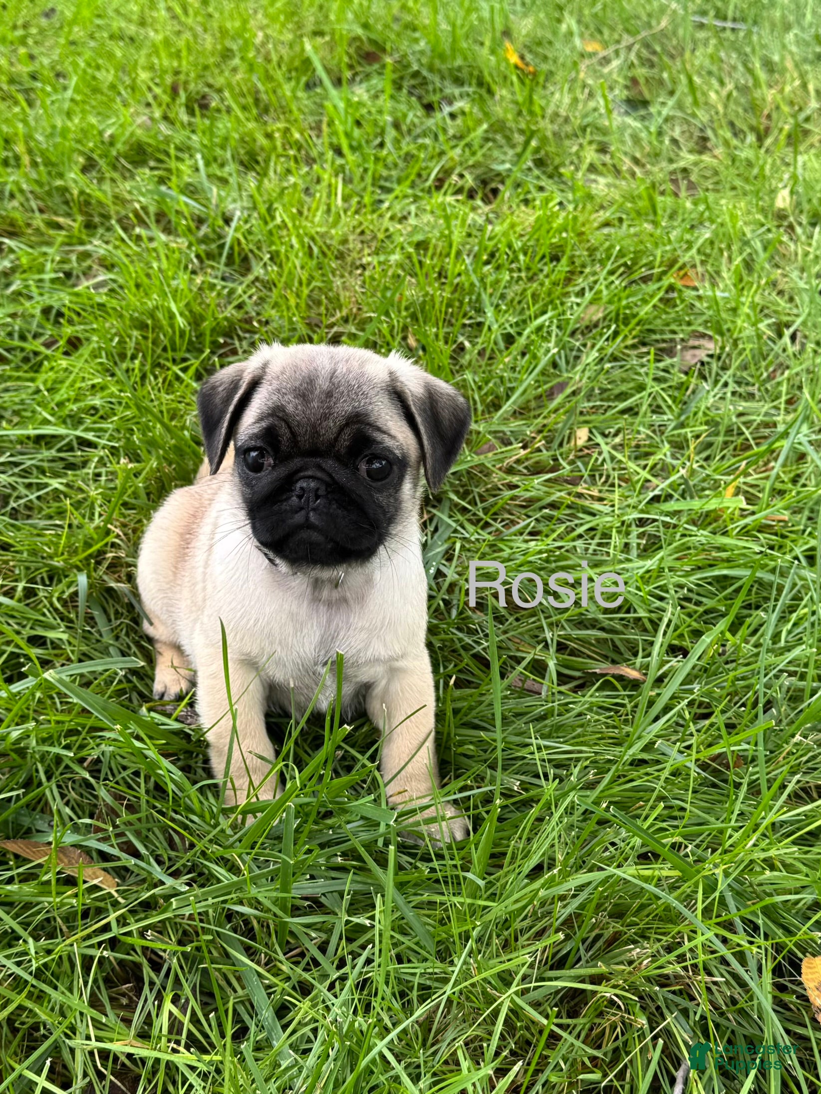 Pug dogs for sale: AKC, Rosie - Ad 1