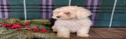 Mini Bernedoodle dogs for sale: Flake - Ad 6