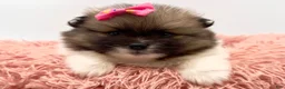 Pomeranian dogs for sale: AKC Liz - Ad 7