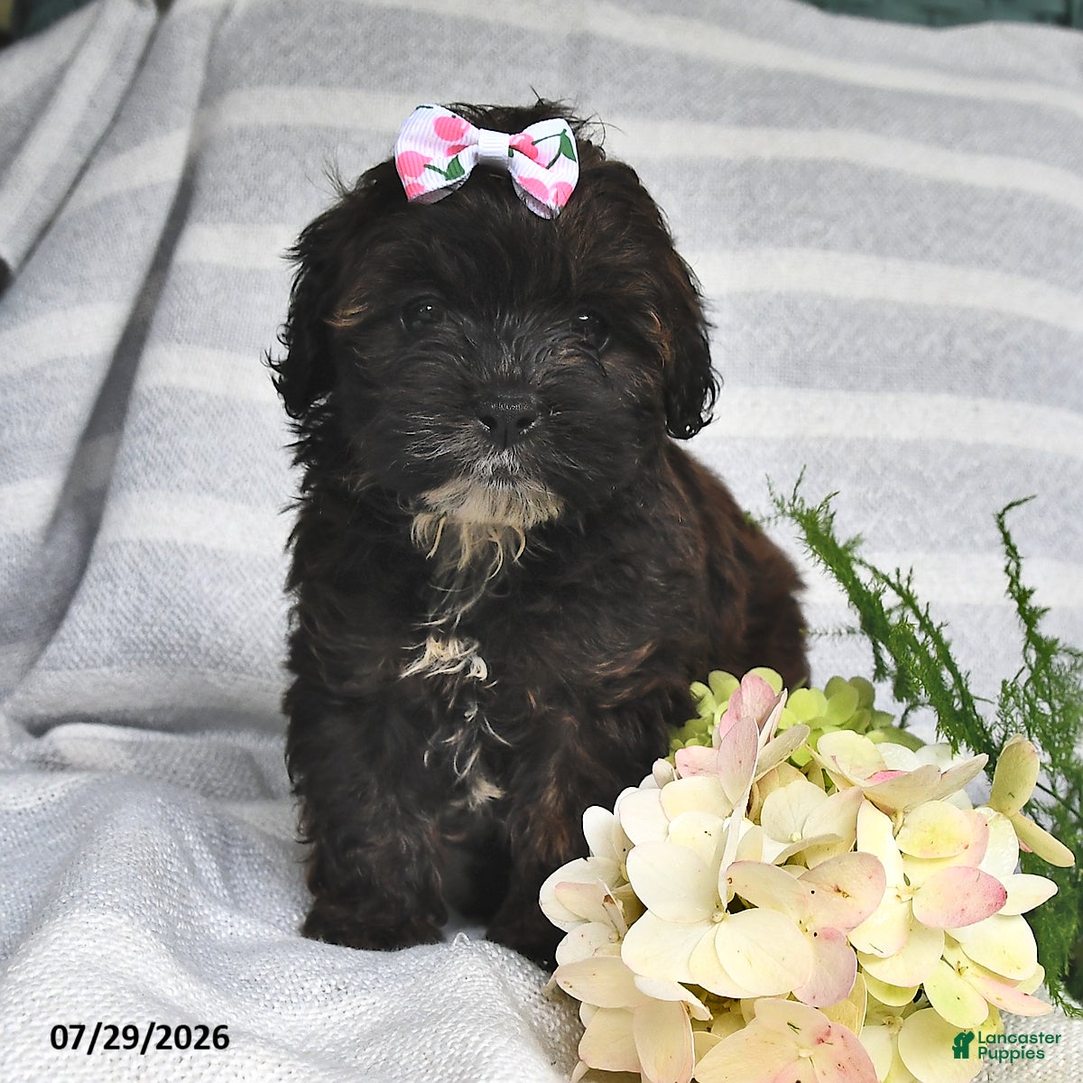Shihpoo dogs Cindy - Ad 2