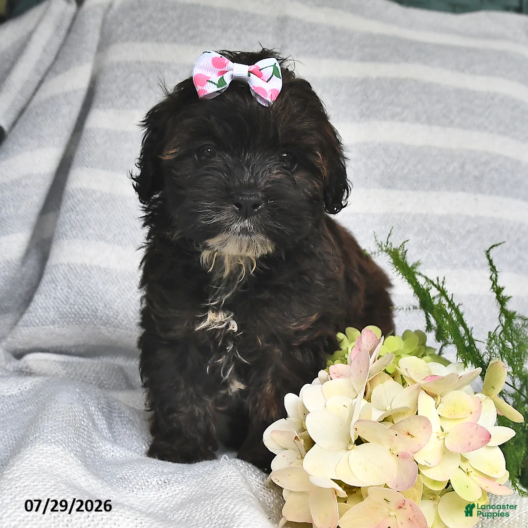 Shihpoo dogs for sale: Cindy - Ad 2
