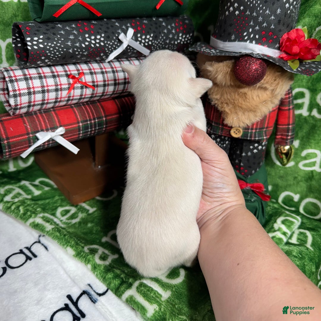 Chihuahua dogs for sale: Nova Short Coat - Ad 6