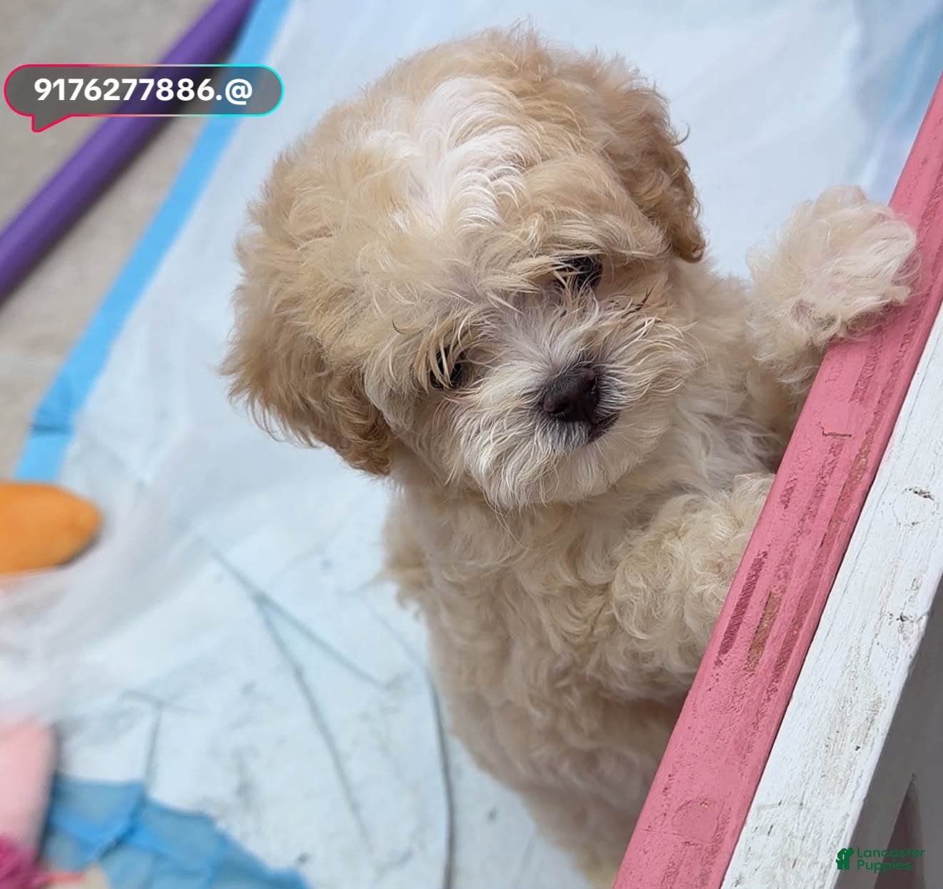 Maltipoo dogs Maltipoo Tony - Ad 2
