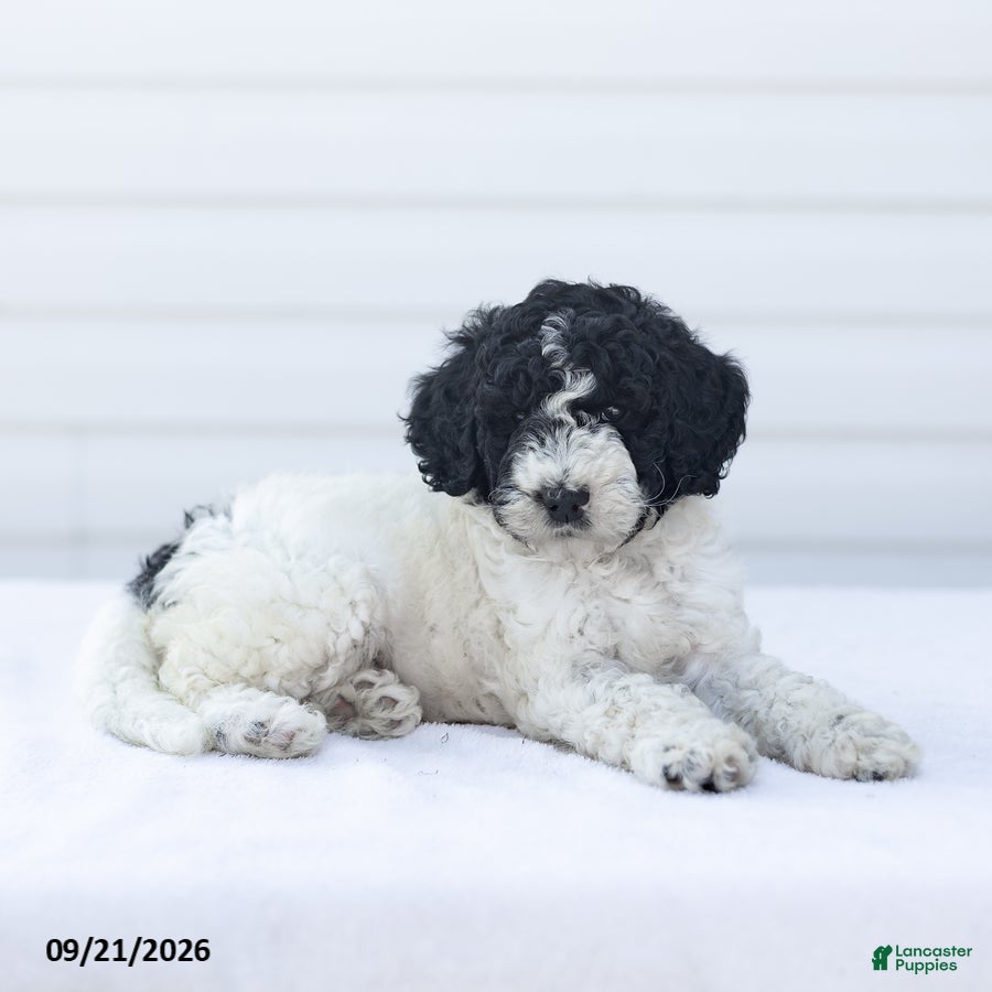 Goldendoodle dogs Jarvis - Ad 2
