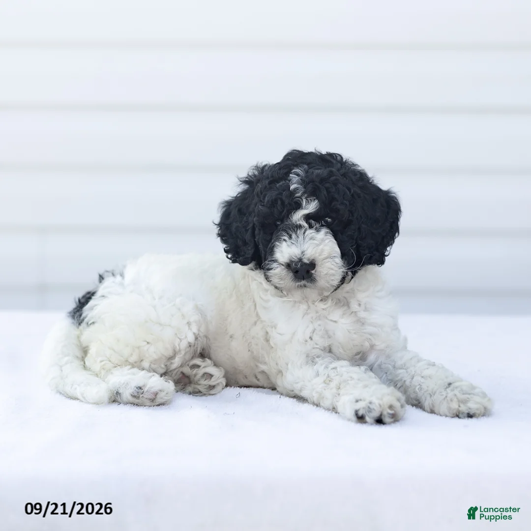 Goldendoodle dogs for sale: Jarvis - Ad 2