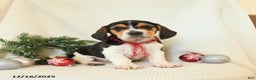 Beagle dogs for sale: Stetson - Ad 1
