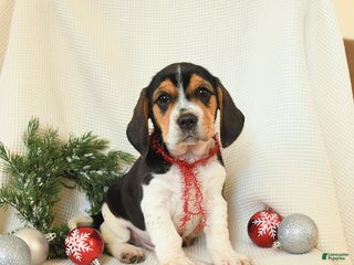 Beagle dogs Stetson - Ad 29