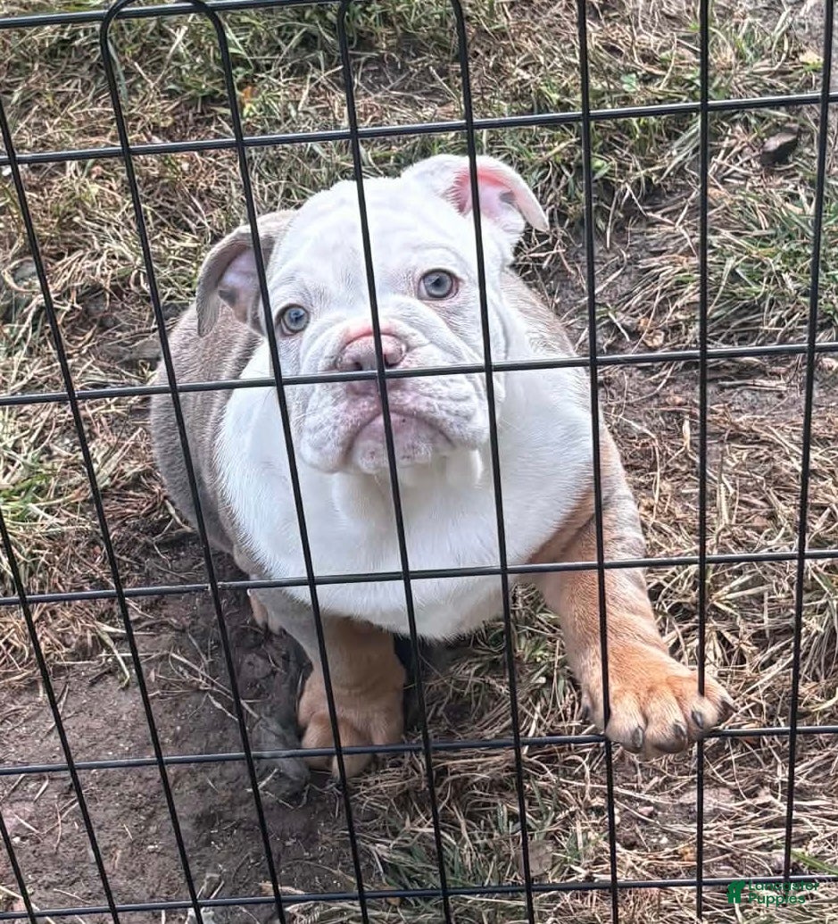 English Bulldog dogs for sale: English Bulldog 1 - Ad 1