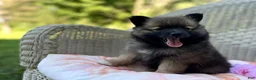 Pomeranian dogs for sale: Princess - Ad 1