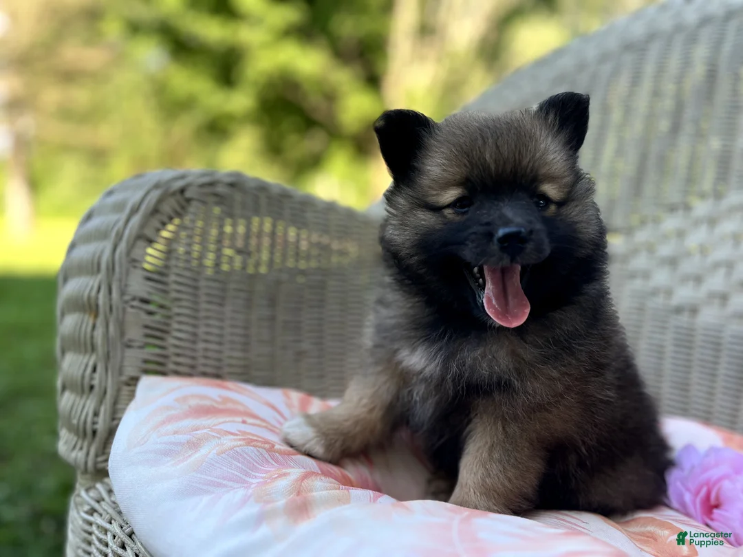 Pomeranian dogs for sale: Princess - Ad 1