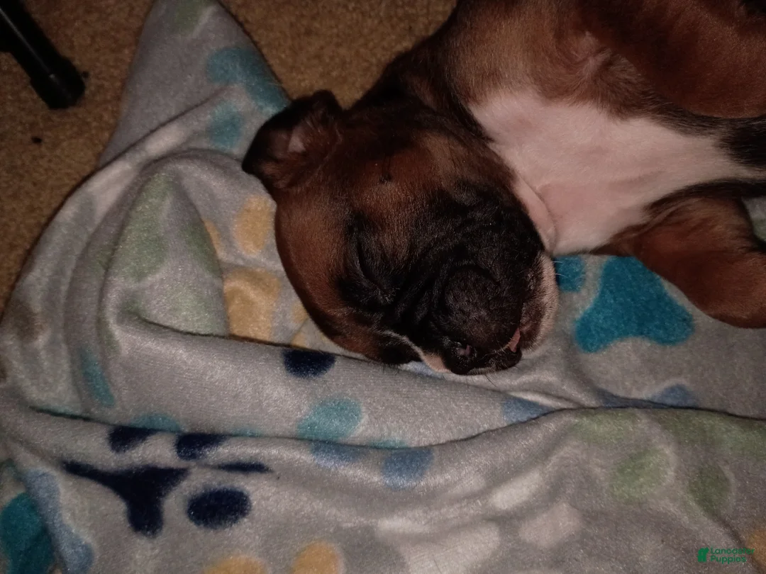 Boxer dogs for sale: Remy - Ad 2