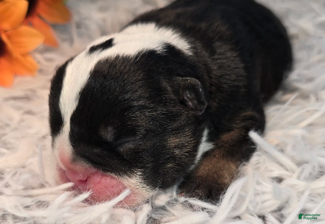 English Bulldog dogs for sale: Nuckal - Ad 3