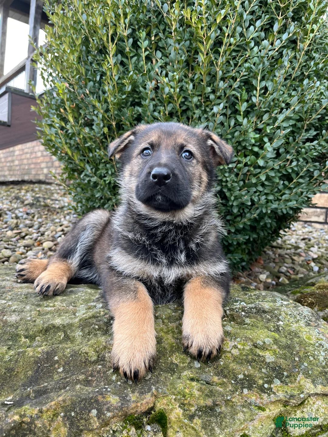German Shepherd dogs for sale: Talia - Ad 3