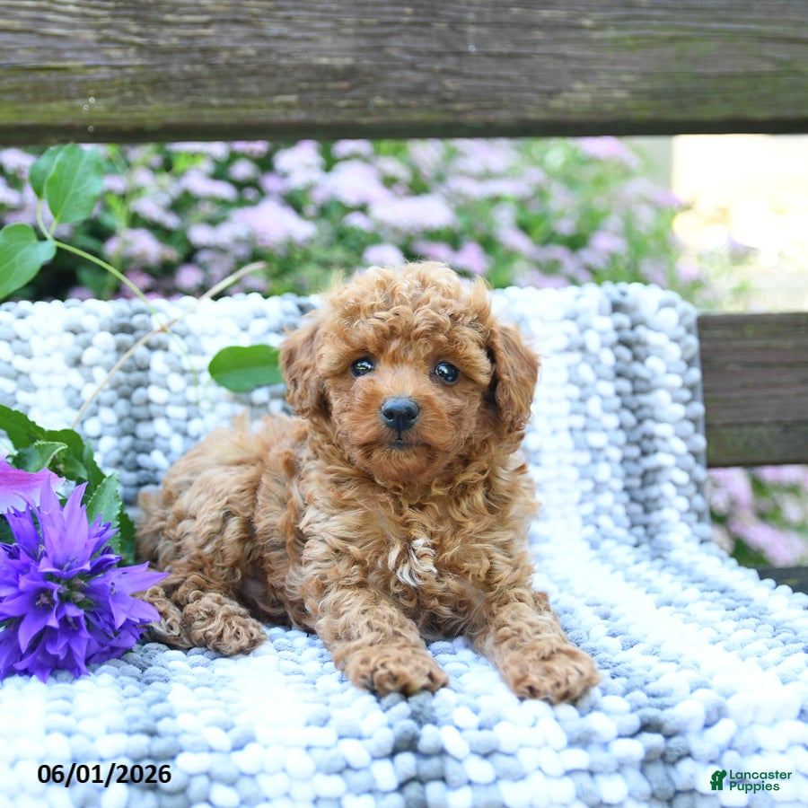 Miniature Poodle dogs for sale: Colton - Ad 2