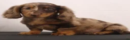 Dachshund dogs for sale: Rusty - Ad 8