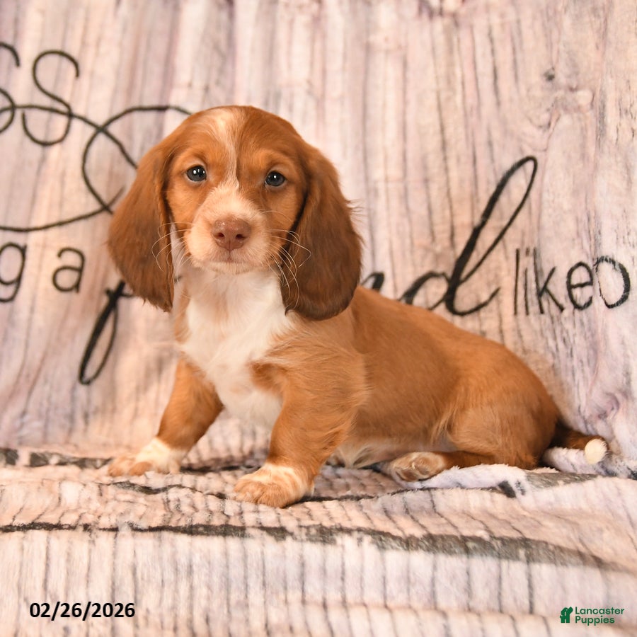 Miniature Dachshund dogs for sale: Sheldon - Ad 4