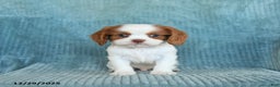 Cavalier King Charles Spaniel dogs for sale: Comet - Ad 2