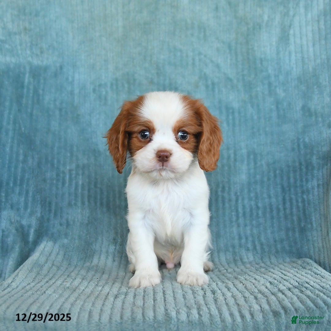 Cavalier King Charles Spaniel dogs for sale: Comet - Ad 2