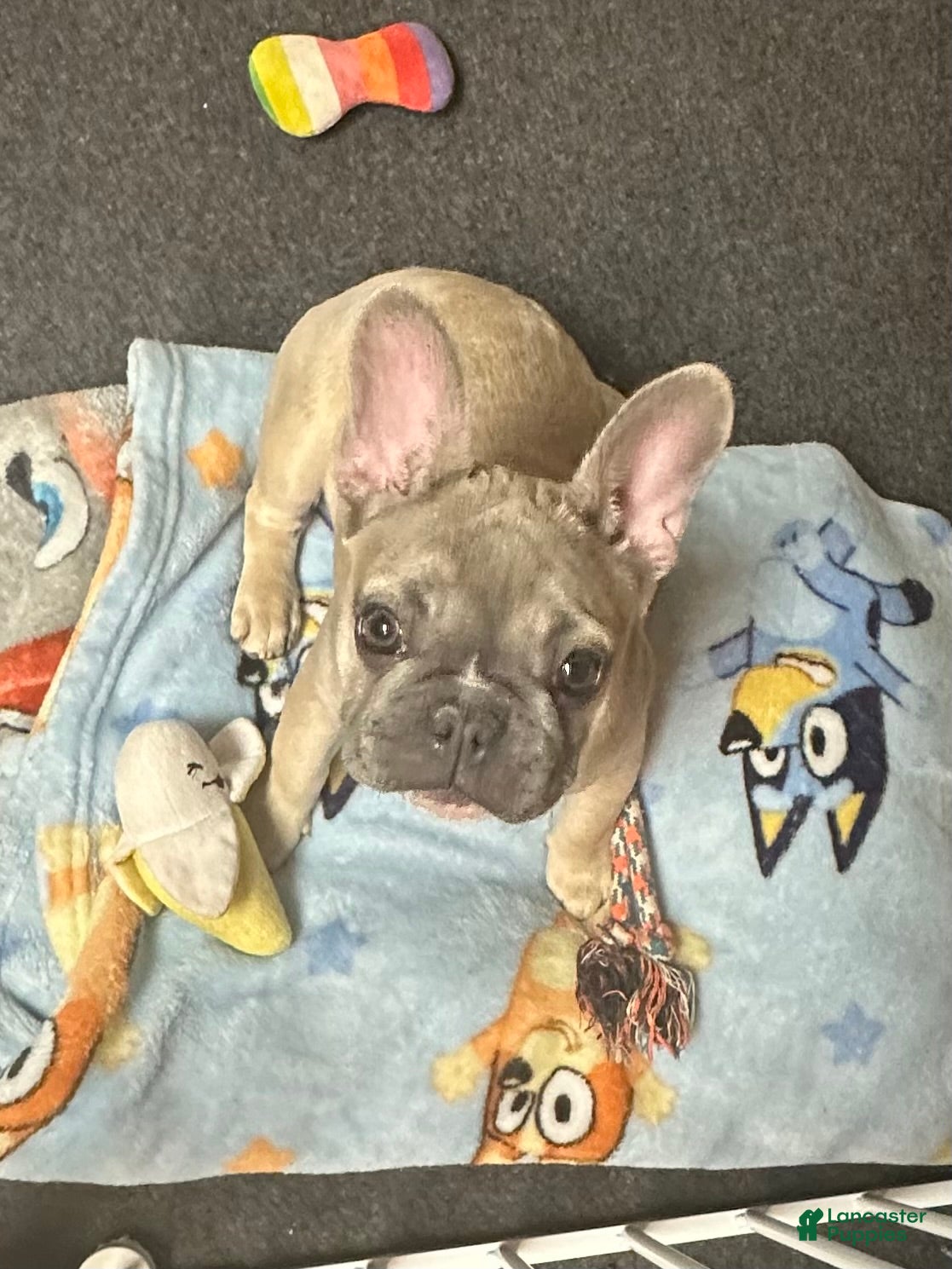 French Bulldog dogs HoneyBun - Ad 15