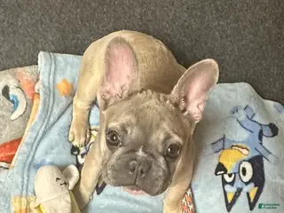 French Bulldog dogs HoneyBun - Ad 15