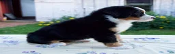 Bernese Mountain Dog dogs for sale: Sandra - Ad 5