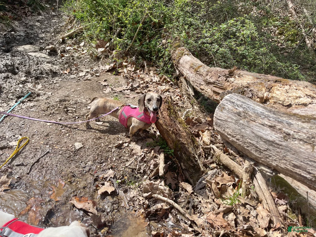 Dachshund dogs for sale: Scribble - Ad 5