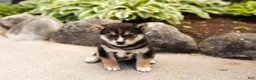 Shiba Inu dogs for sale: Max  - Ad 3