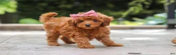Maltipoo dogs for sale: Posie - Ad 4