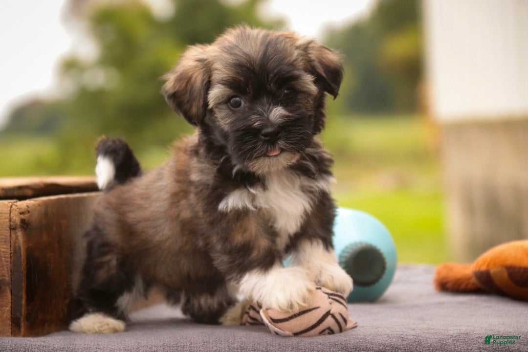 Havanese