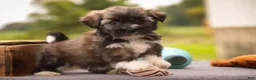 Havanese dogs for sale: Blitz Havanese  - Ad 7