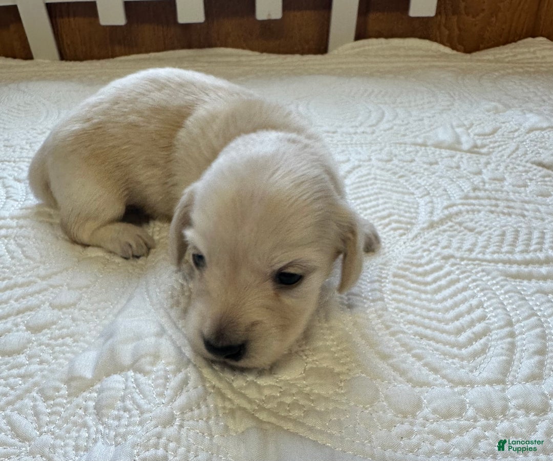 Miniature Dachshund dogs for sale: Leah - Ad 9