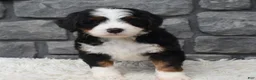 Mini Bernedoodle dogs for sale: Cinnamon  - Ad 3